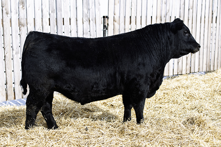 bull
